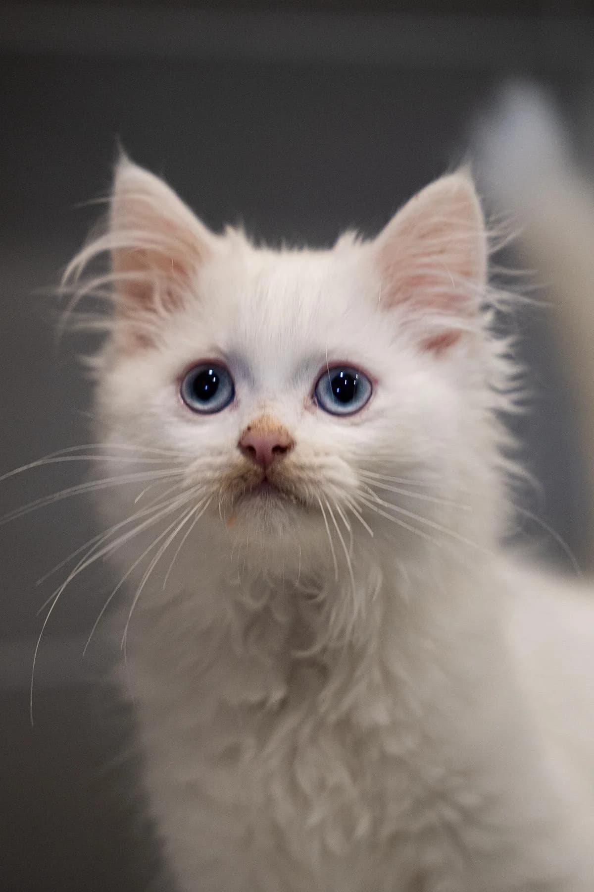 Lennart, weiß male puppy Persian for adoption at Tierheim Bochum, Bochum