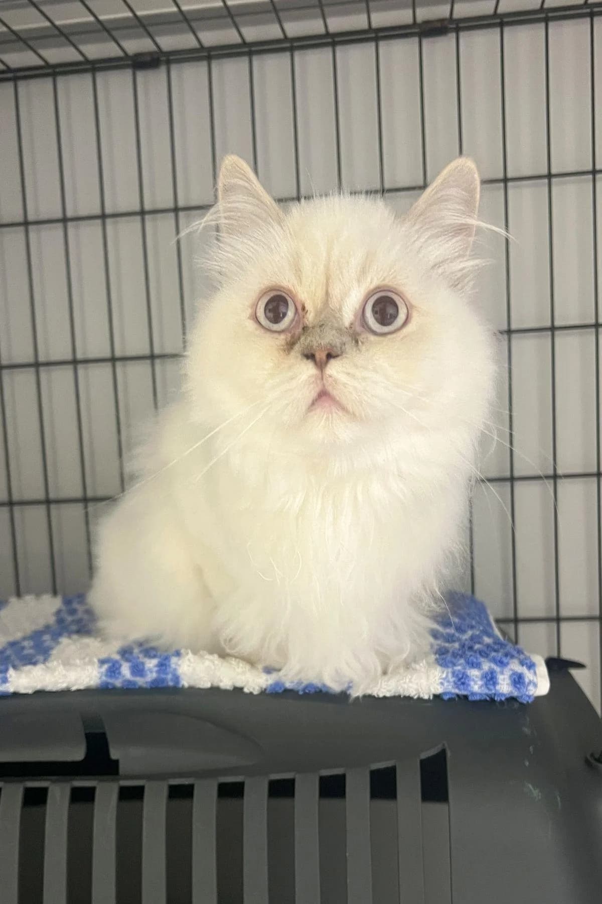 Piccolino, weiß male young Persian for adoption at Tierheim Bochum, Bochum