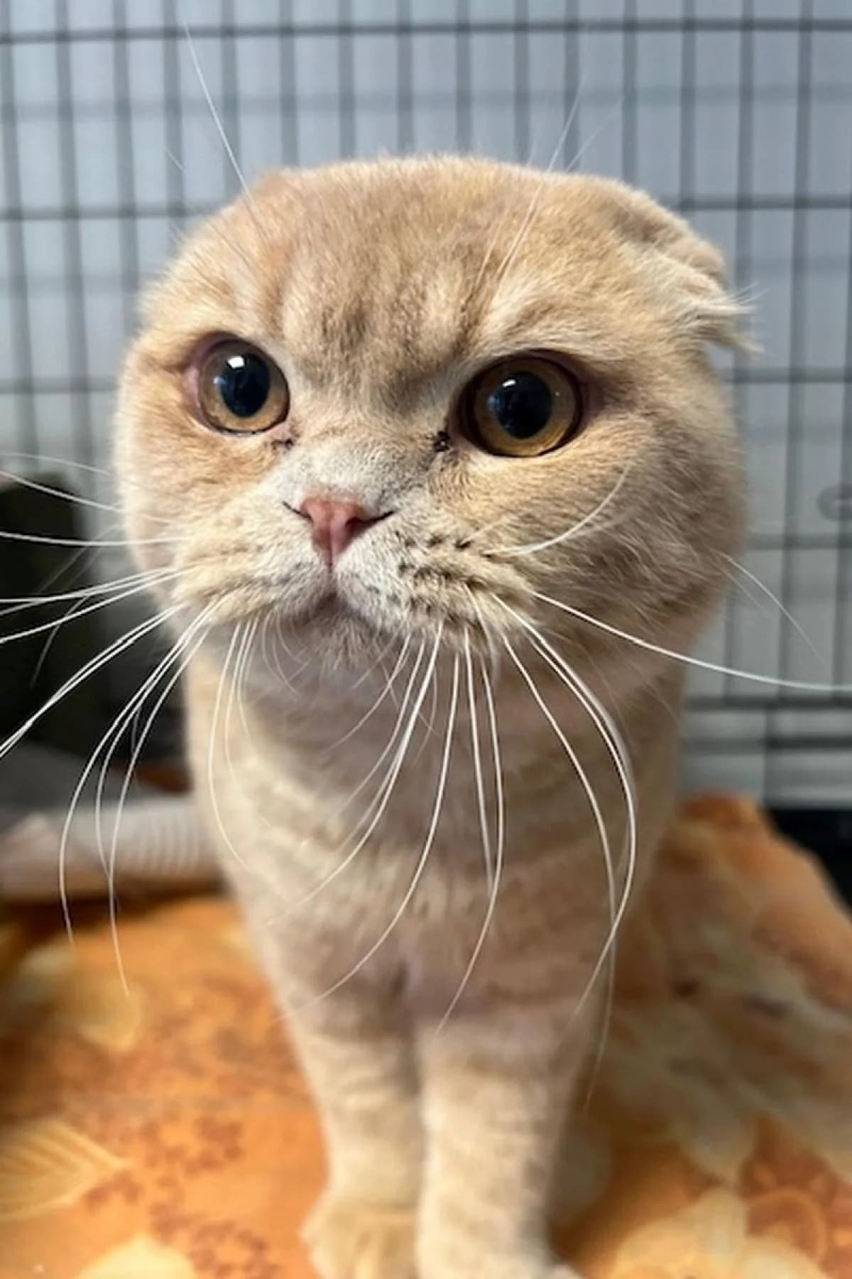 Boso, male Scottish Fold for adoption at Bochum