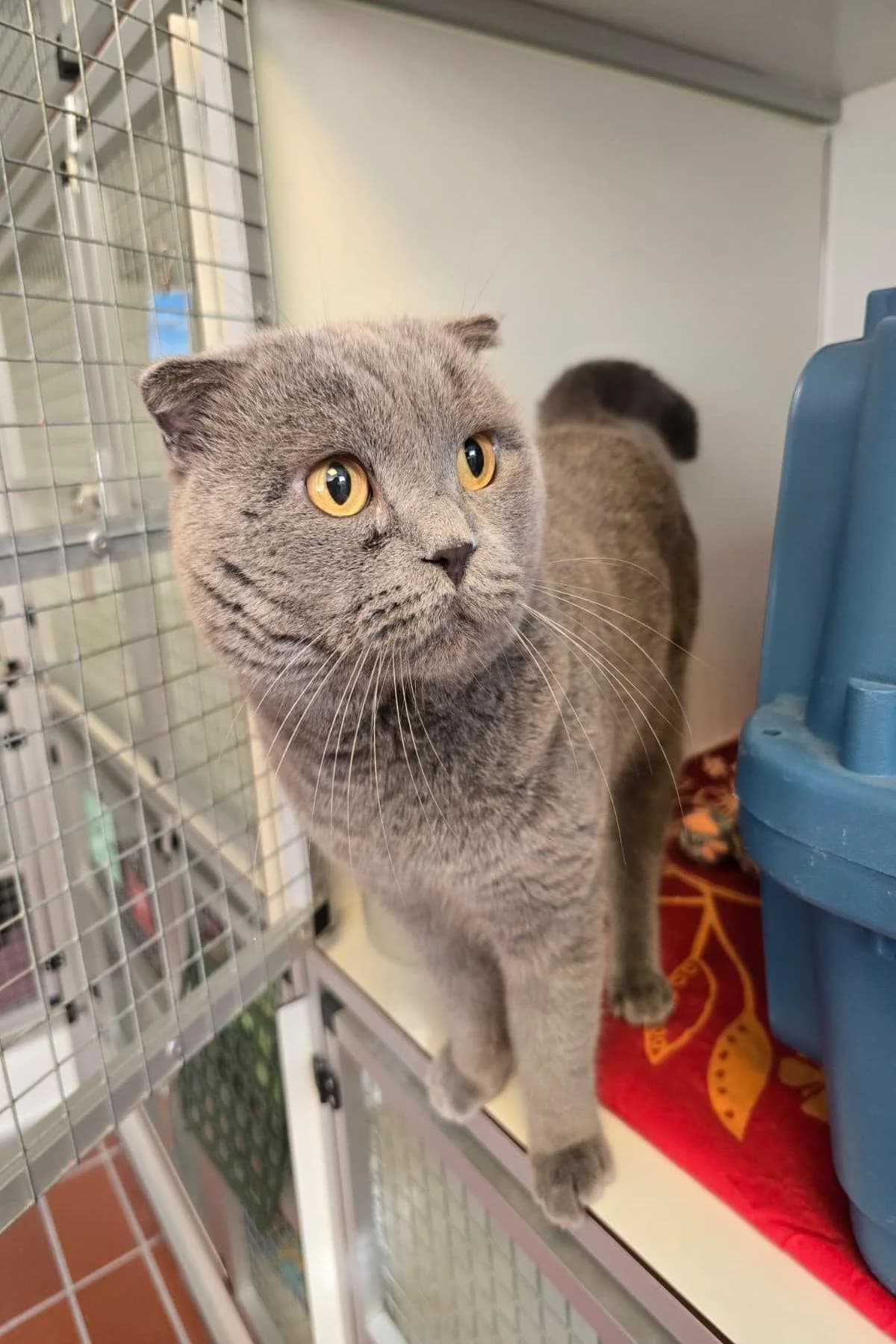 Karuso, blau male 3yo Scottish Fold for adoption at Tierheim Bochum, Bochum