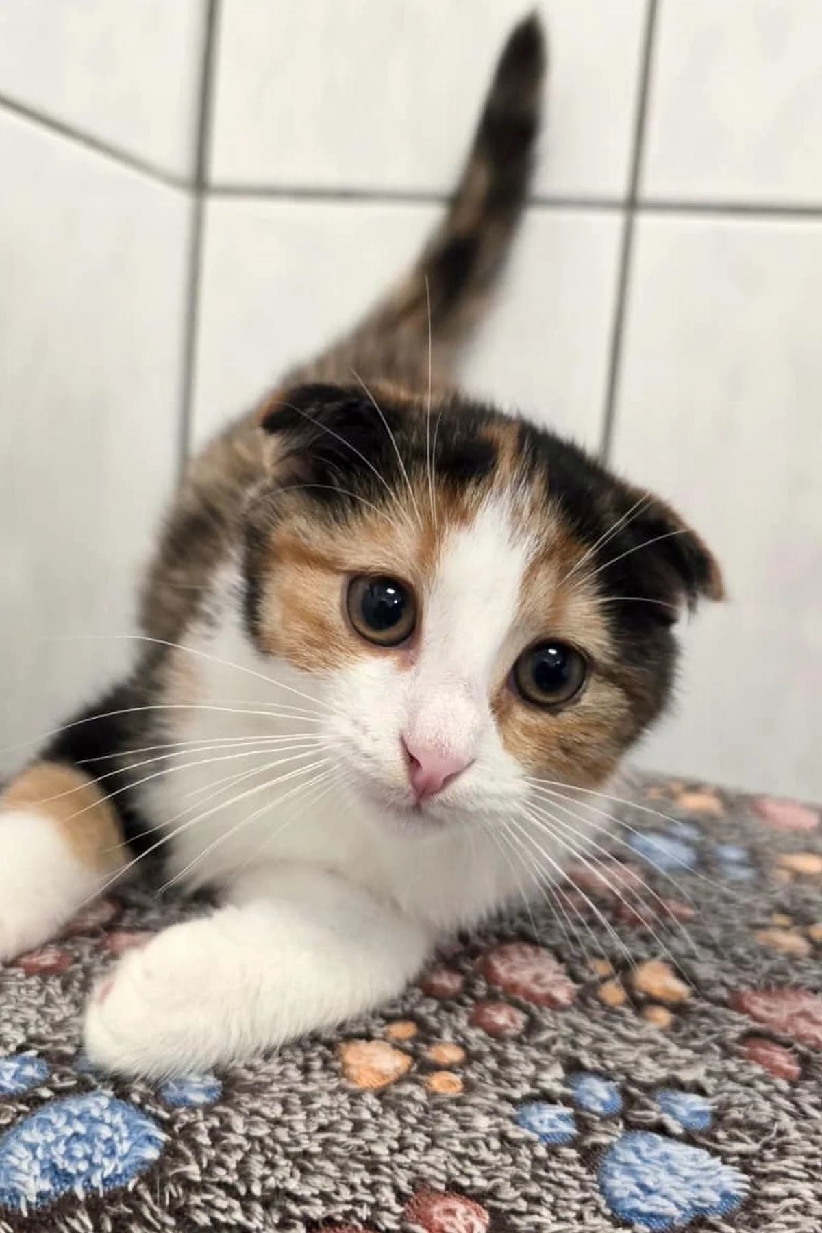 Piri, tricolor female puppy Scottish Fold for adoption at Tierheim Bochum, Bochum