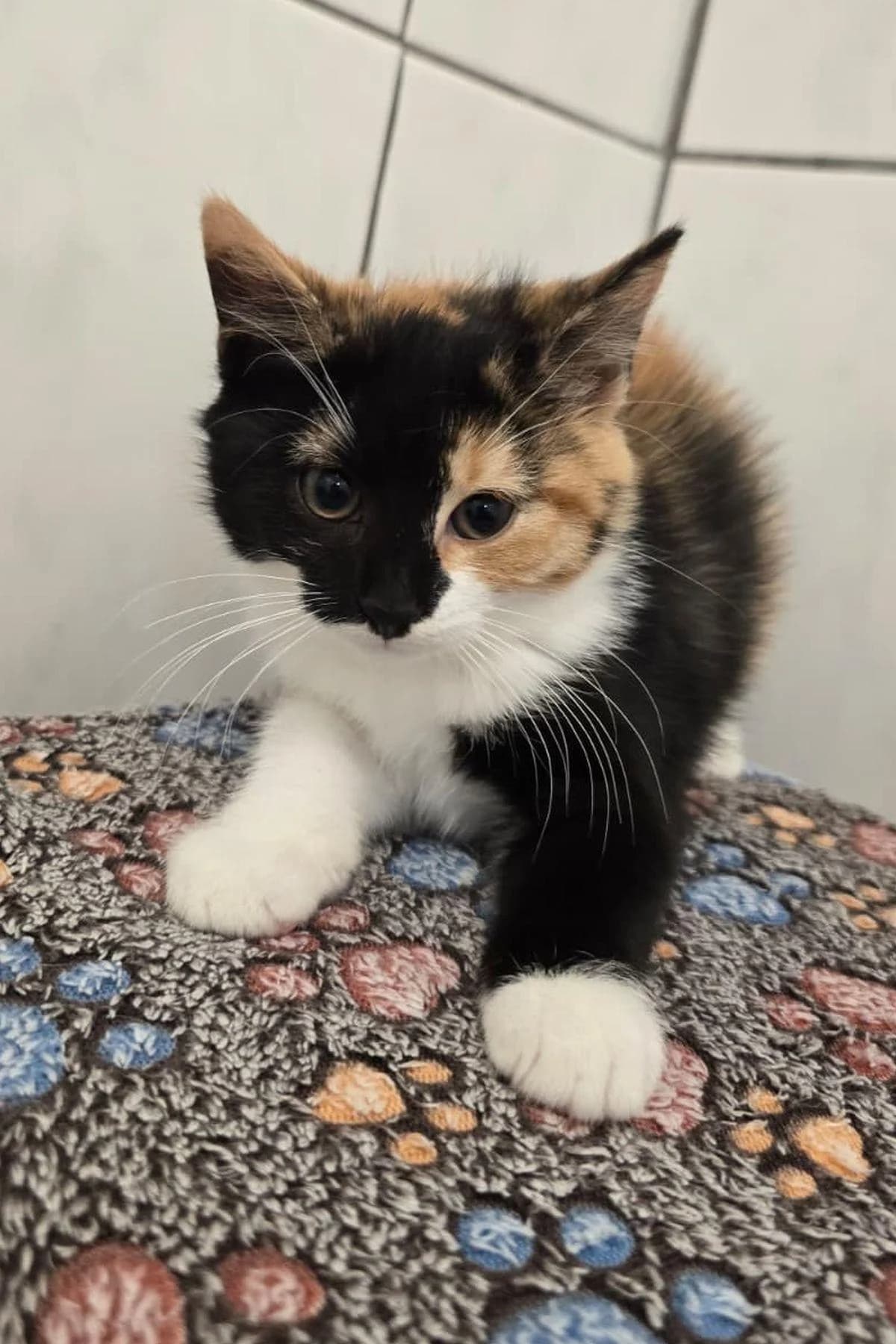 Sigrid, tricolor female puppy Scottish Fold for adoption at Tierheim Bochum, Bochum