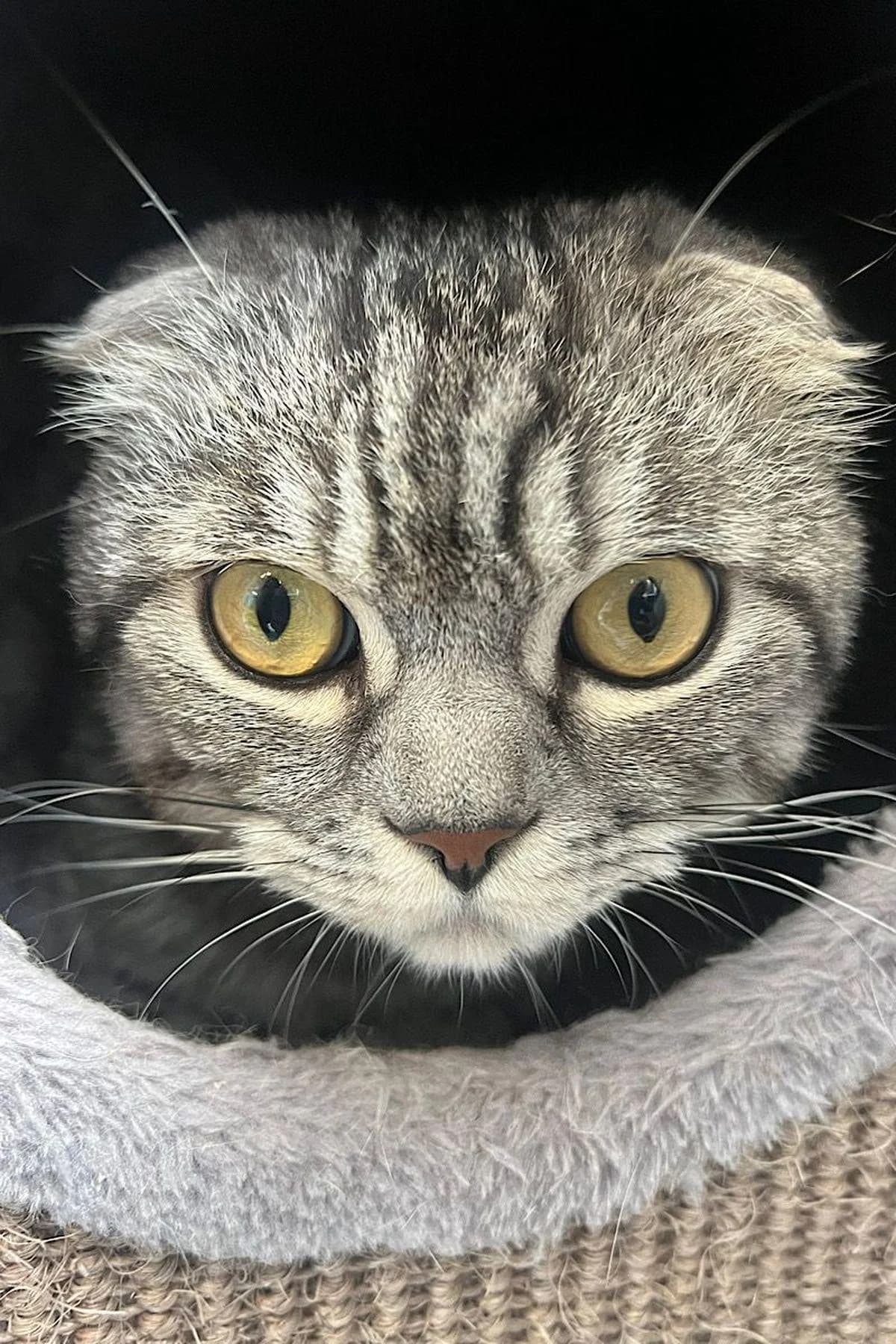 Silas, grautiger male 4yo Scottish Fold for adoption at Tierheim Bochum, Bochum