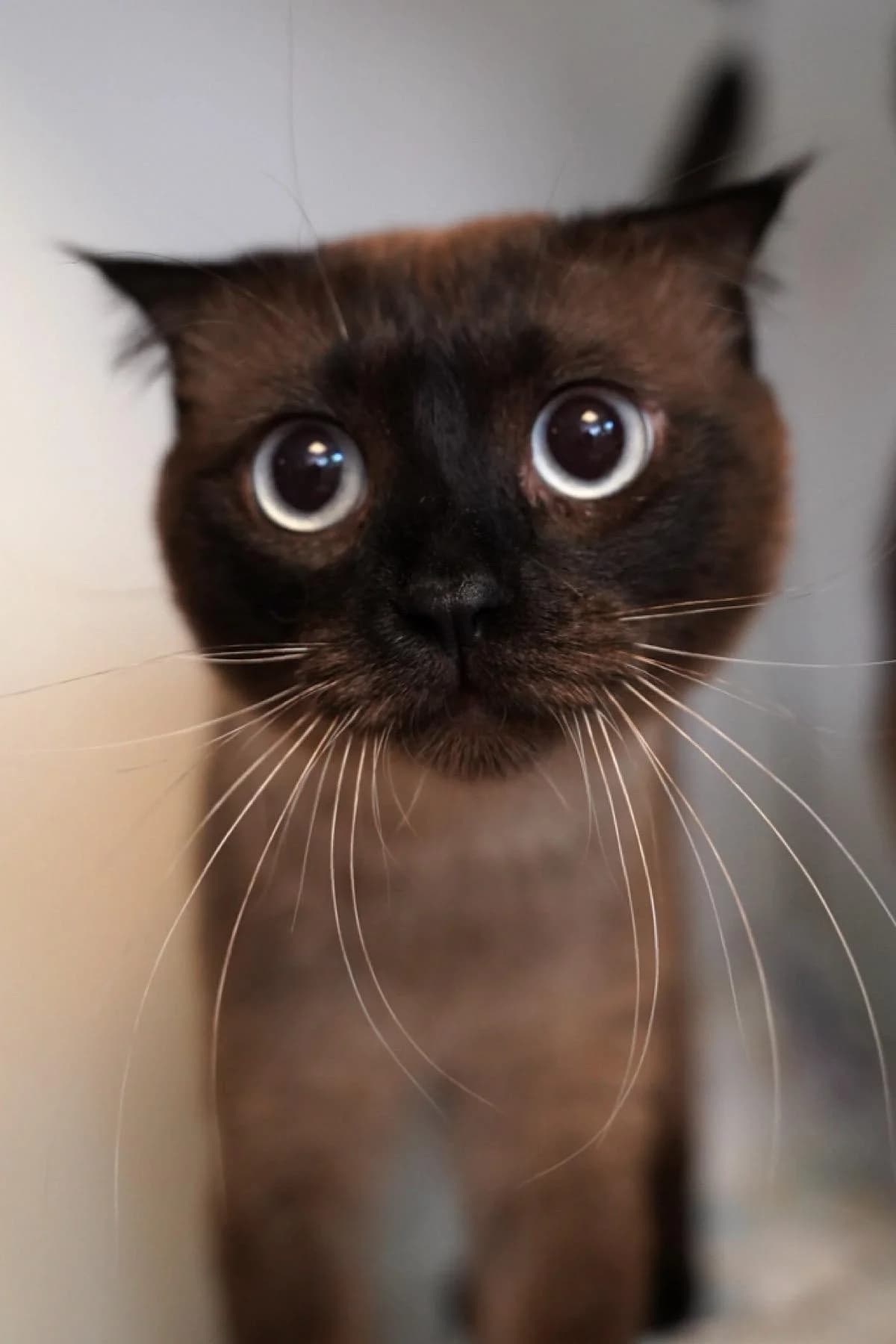 Big Mac, chocolate point male young Scottish Fold for adoption at Tierheim Bochum, Bochum