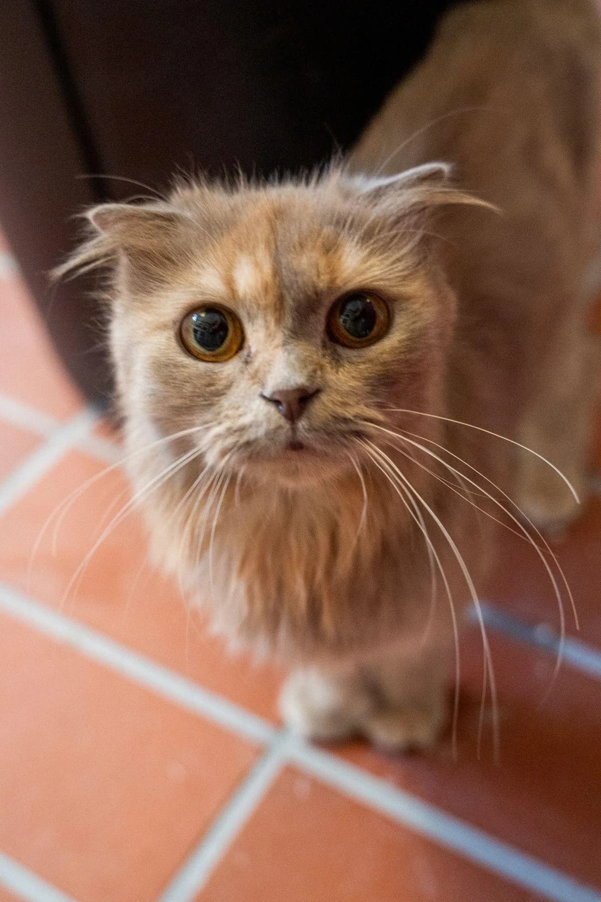 Emma, creme- braun female young Scottish Fold for adoption at Tierheim Bochum, Bochum