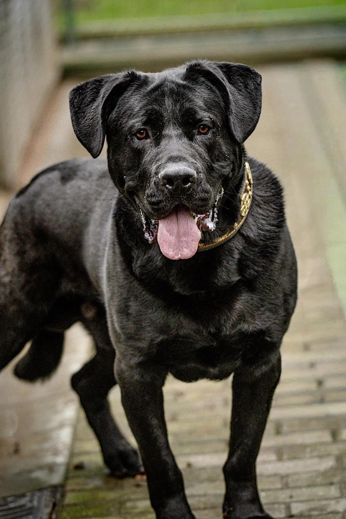 Winnie Puh, schwarz male young Mixed Breed for adoption at Tierheim Bochum, Bochum