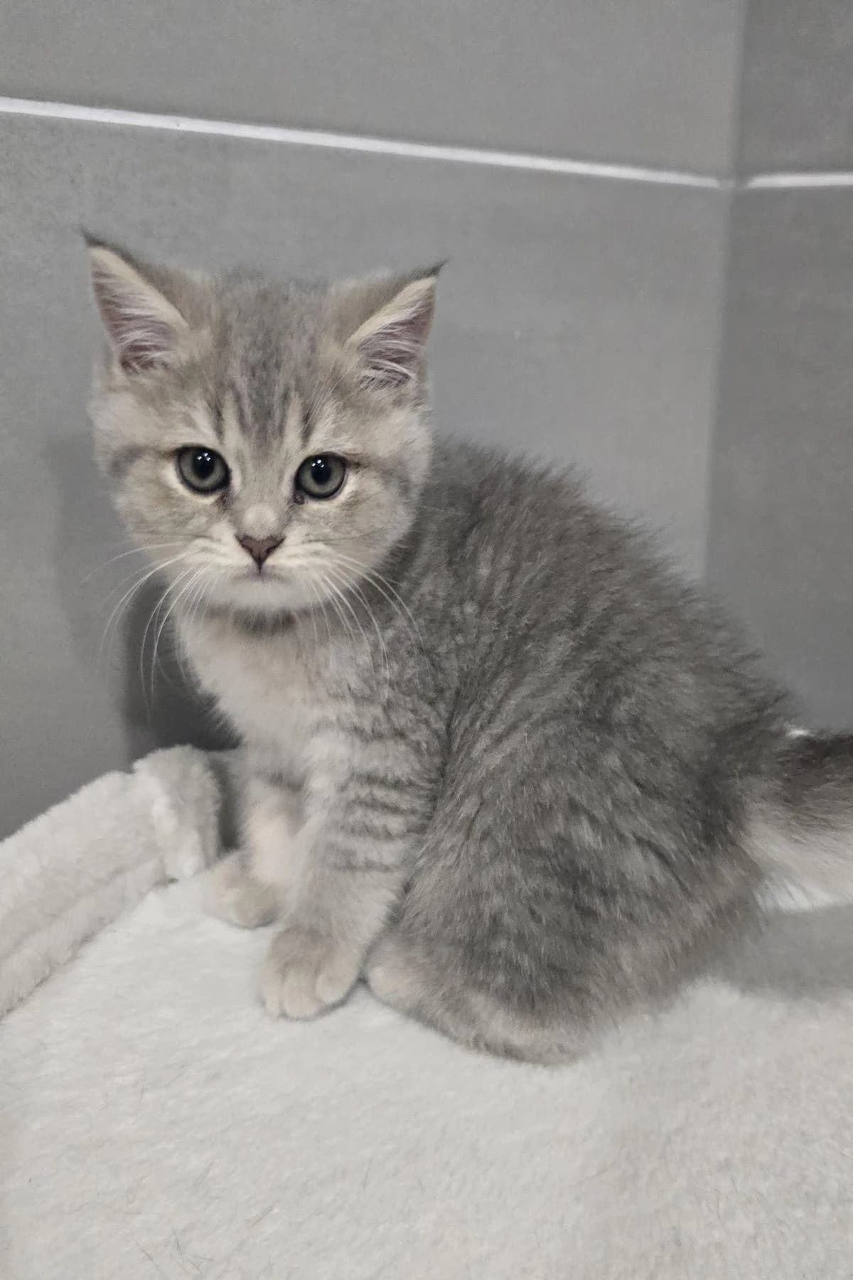 Zoe, grau-getigert female puppy mixed breed for adoption at Tierheim Bochum, Bochum