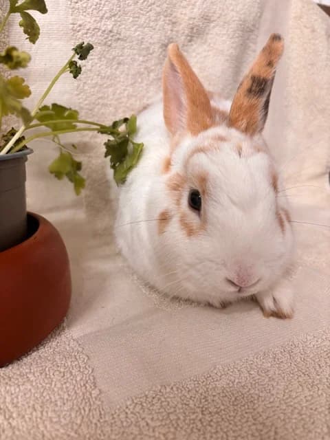Balou, male mixed breed for adoption at Tierheim Böblingen