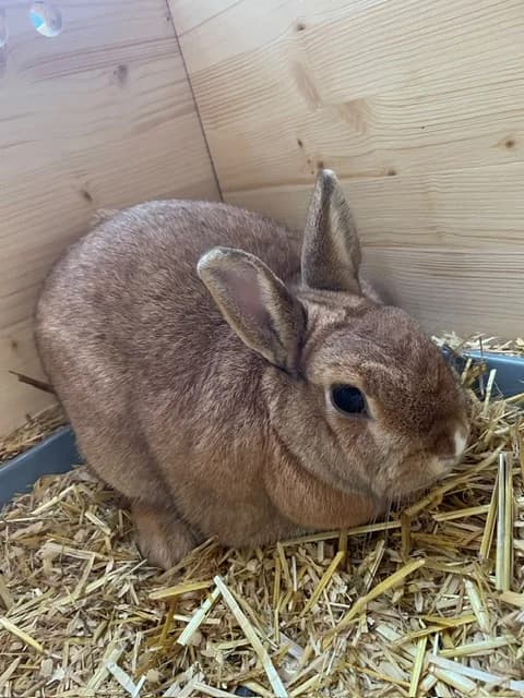 Fellchen, male 3yo mixed breed for adoption at Tierheim Böblingen, Böblingen