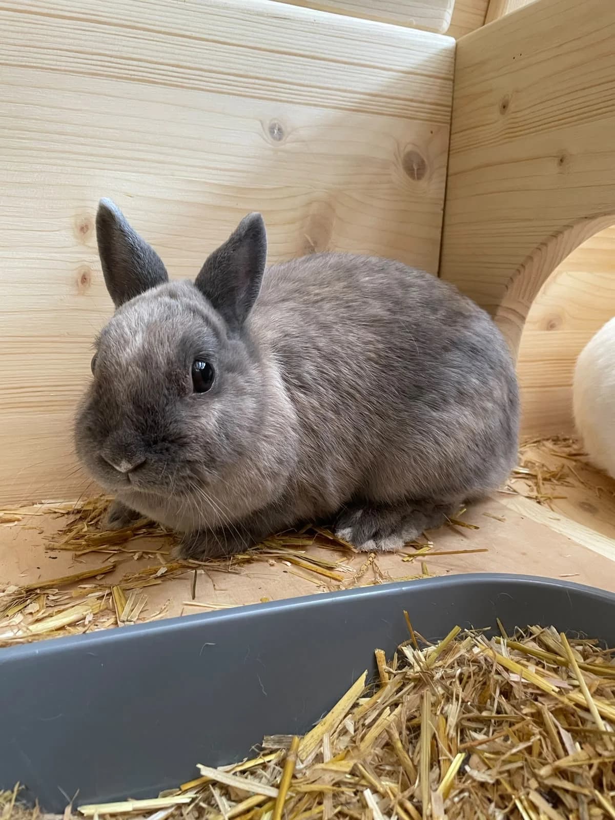 Frieda, female 3yo mixed breed for adoption at Tierheim Böblingen, Böblingen