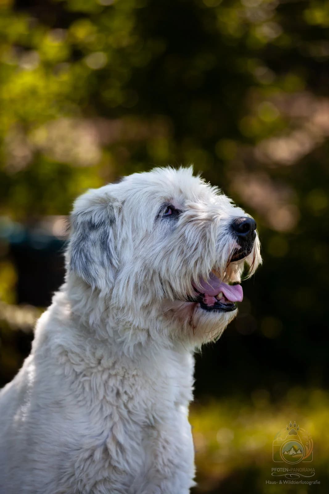Merle, merle female senior Romanian Shepherd for adoption at Tierheim Böblingen, Böblingen