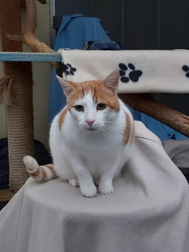 Nola, female European Shorthair for adoption at Tierheim Böblingen