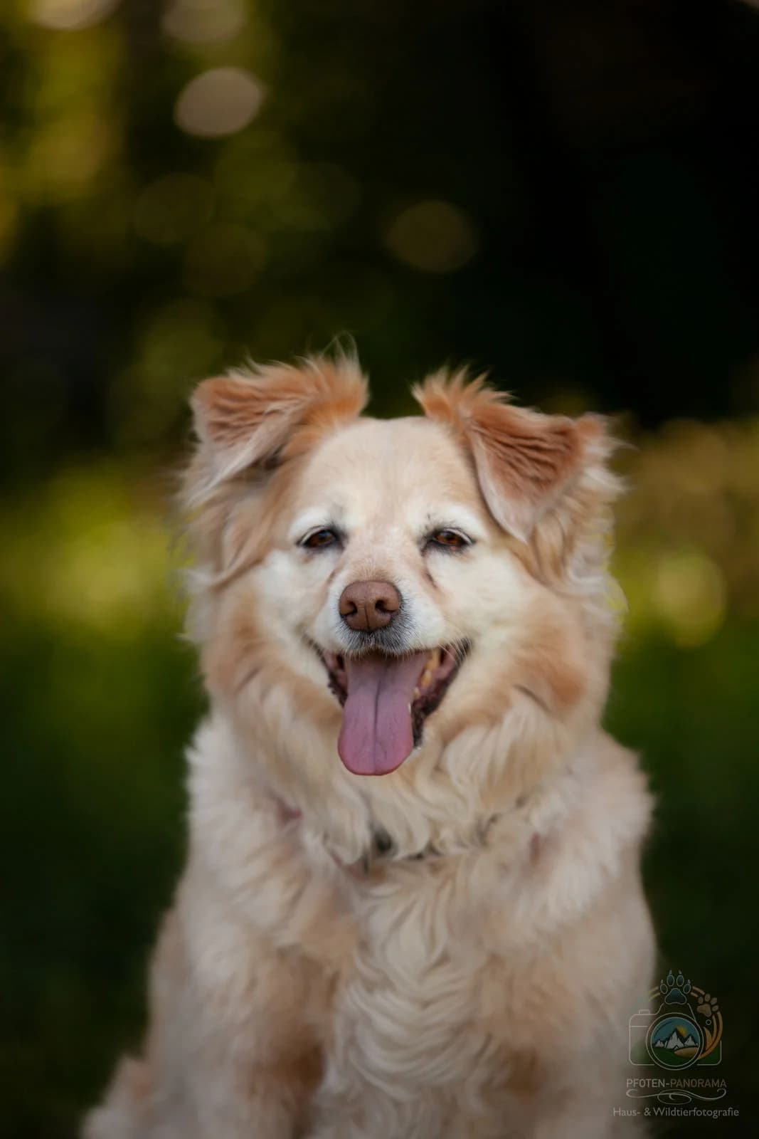 Pepples, female senior Mixed Breed for adoption at Tierheim Böblingen, Böblingen