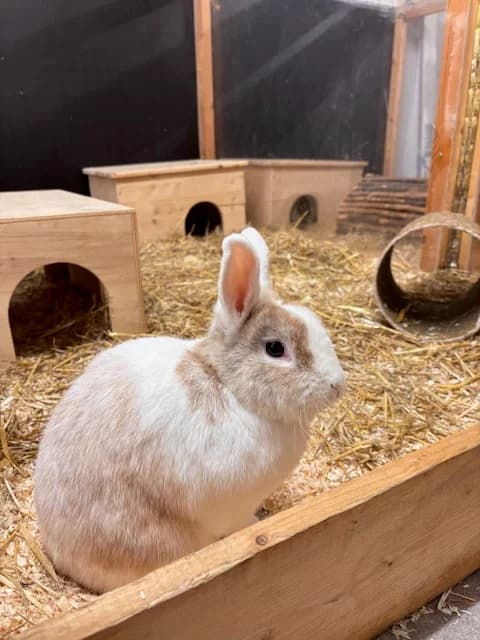 Sammy, male 3yo mixed breed for adoption at Tierheim Böblingen, Böblingen