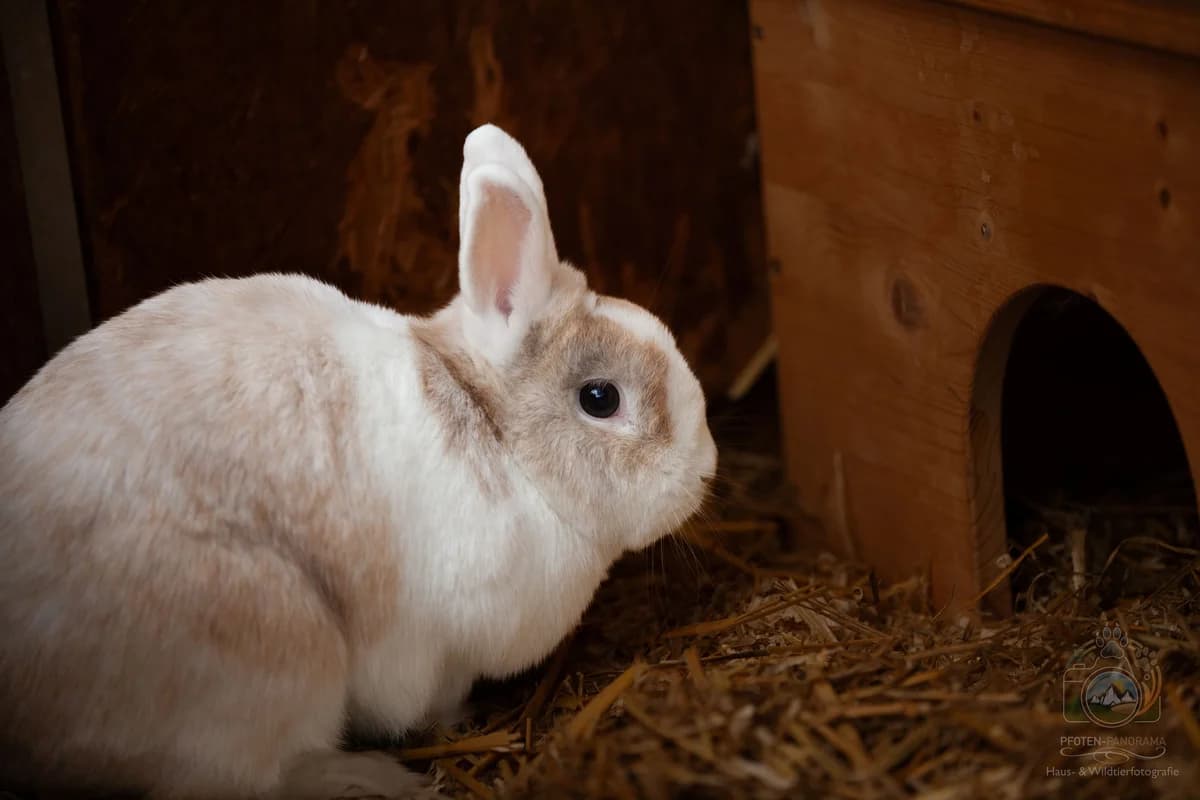 Sammy, male 3yo mixed breed for adoption at Tierheim Böblingen, Böblingen