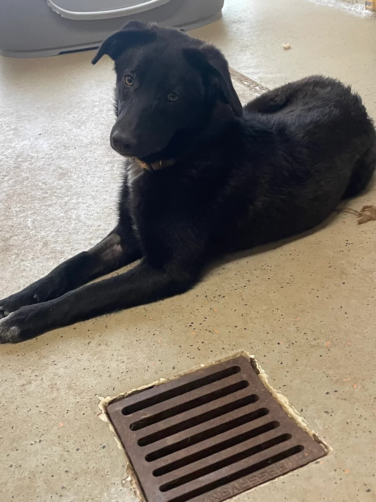 Pepples, female senior Mixed Breed for adoption at Tierheim Böblingen