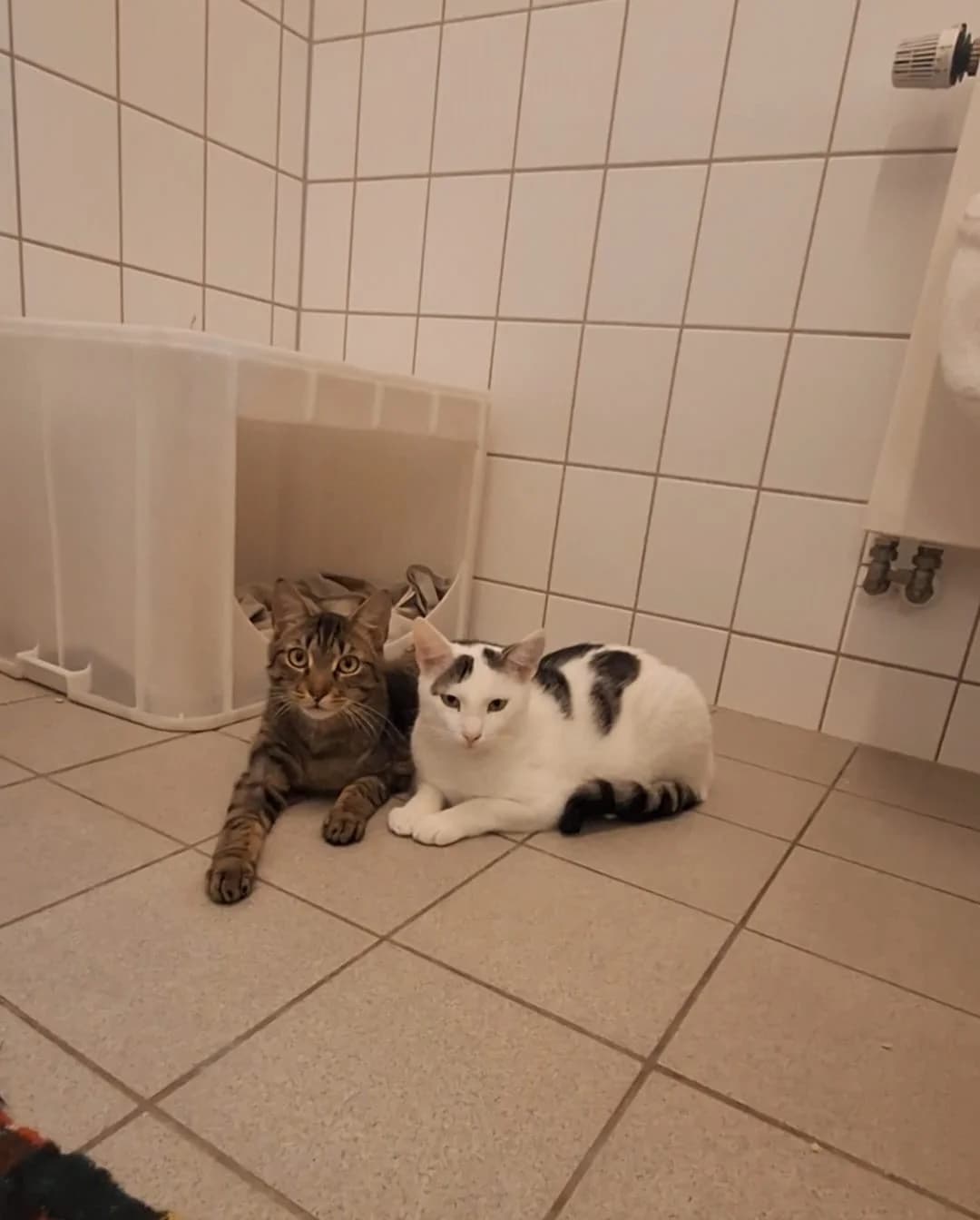 Yanis & Anton, getigert male European Shorthair for adoption at Tierheim Böblingen, Böblingen