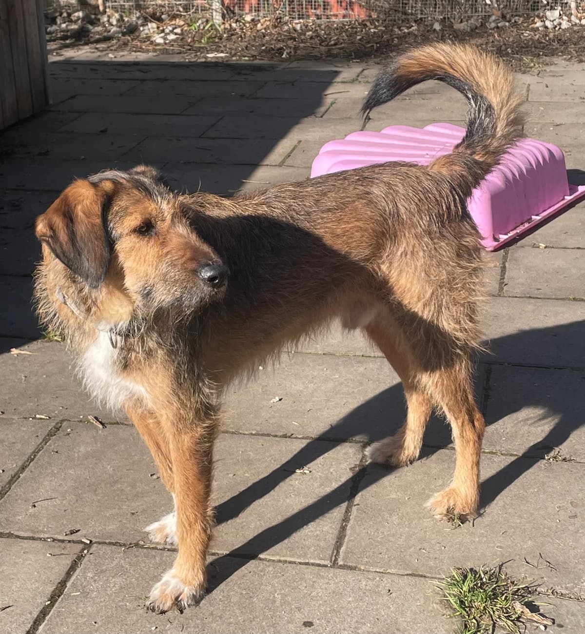 Twilight, female young Mixed Breed for adoption at Tierheim Böblingen, Böblingen