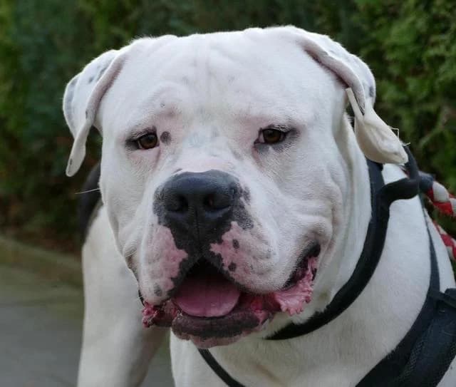 Akim, male 4yo English Bulldog for adoption at Tierheim Bonn, Bonn