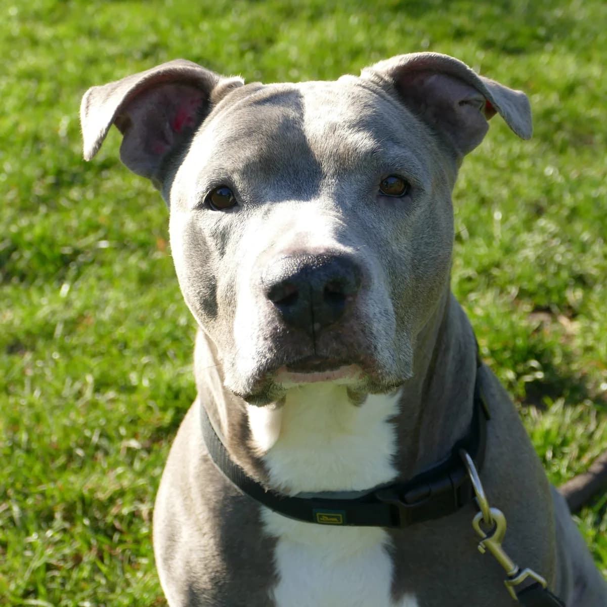 Amy, female senior Staffordshire Bull Terrier for adoption at Tierheim Bonn, Bonn