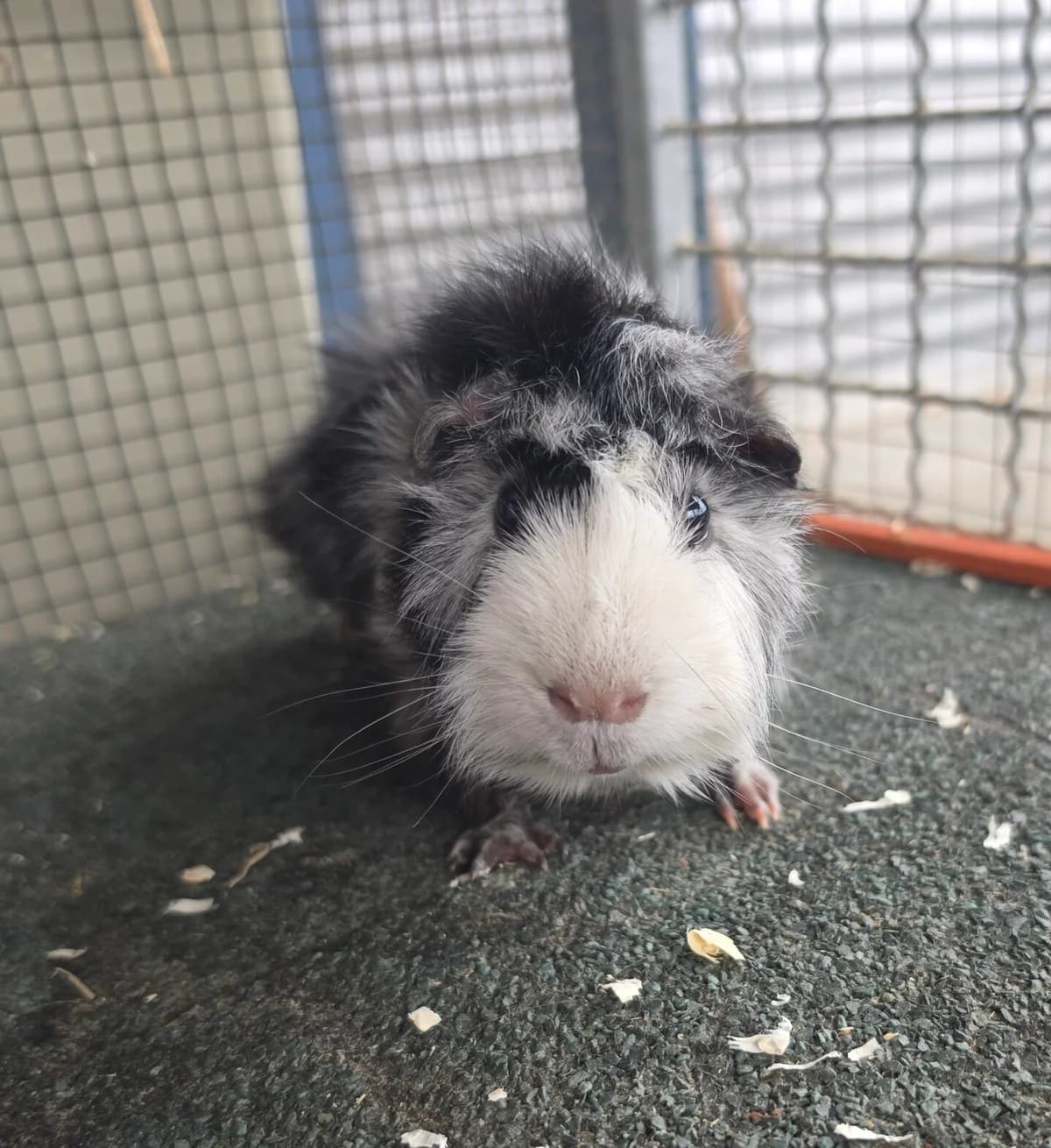 Bandit, young mixed breed for adoption at Tierheim Bonn, Bonn