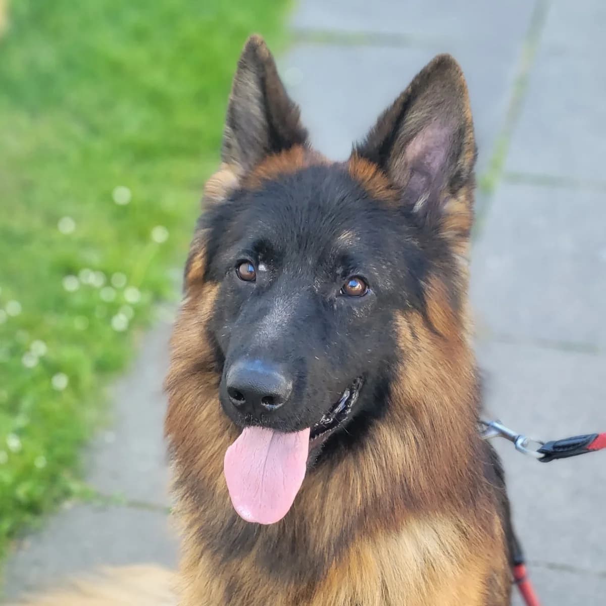 Bandzior, male 3yo German Shepherd for adoption at Tierheim Bonn, Bonn