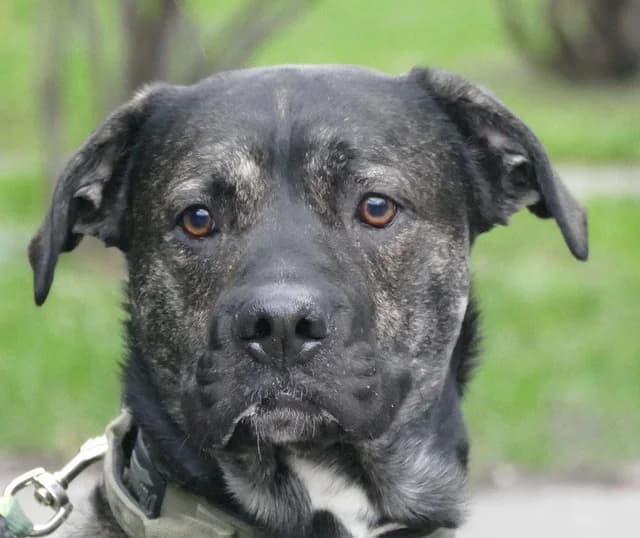 Basti, male 5yo Cane Corso for adoption at Tierheim Bonn, Bonn