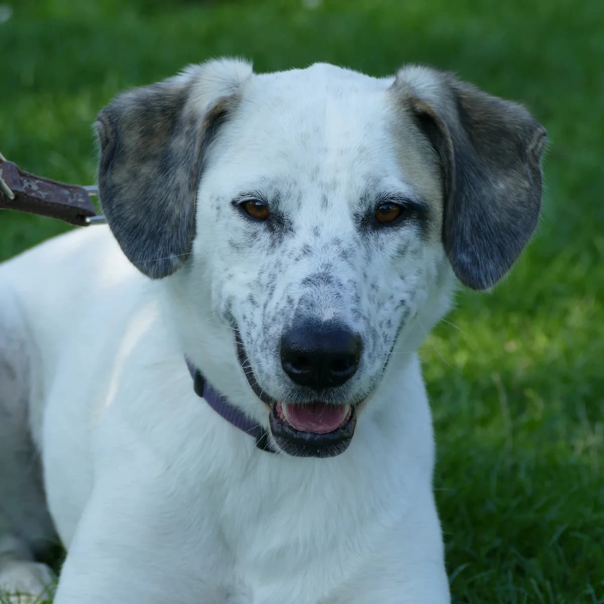 Bella, female 5yo Mixed Breed for adoption at Tierheim Bonn, Bonn