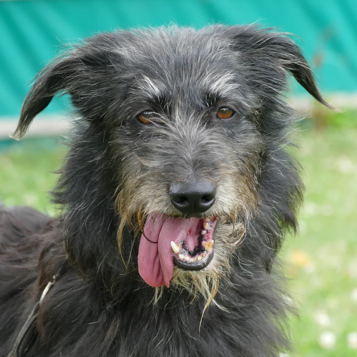 Bibi, female Mixed Breed for adoption at Tierheim Bonn, Bonn