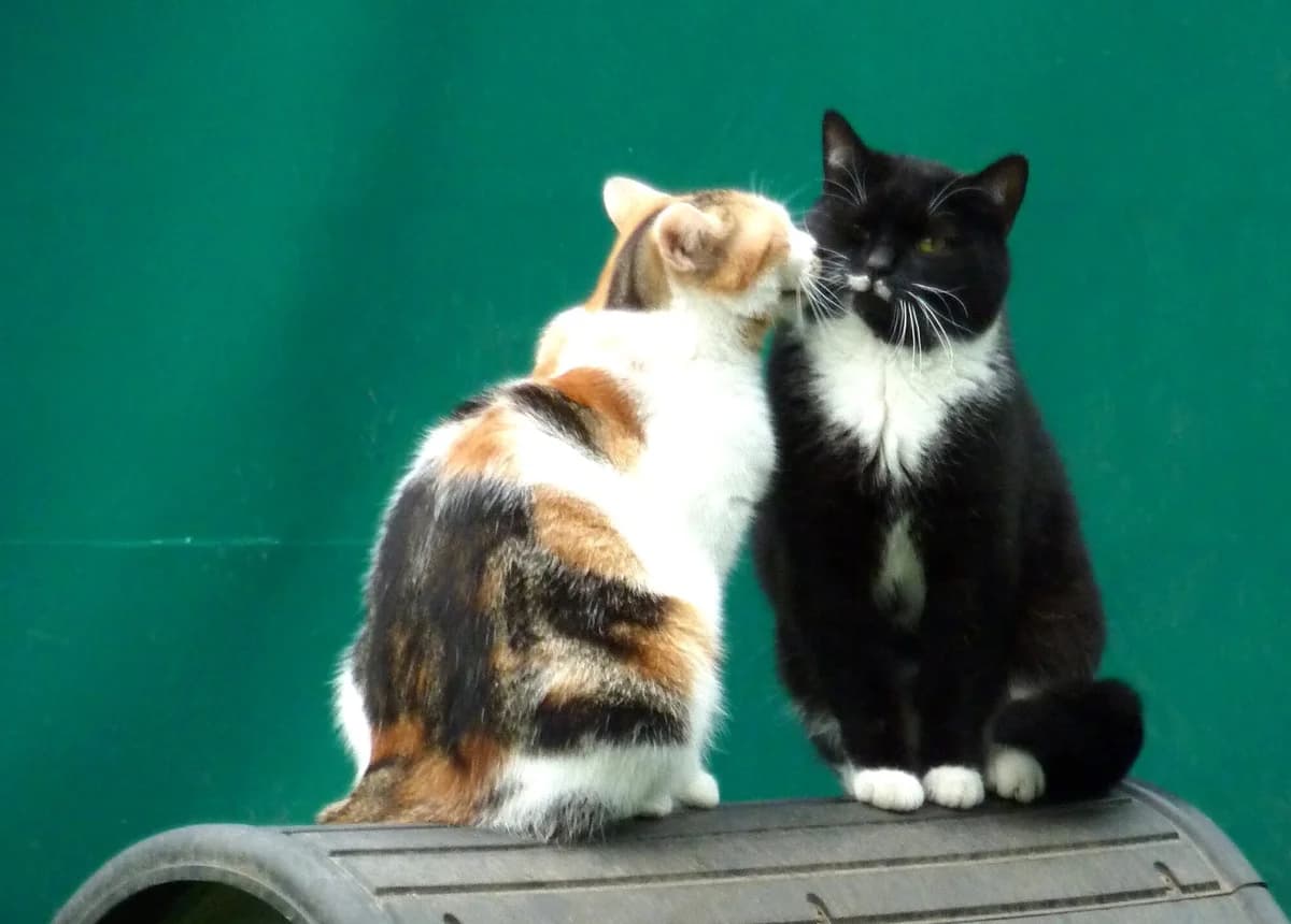 Bjarni & Maleika, male young mixed breed for adoption at Tierheim Bonn, Bonn