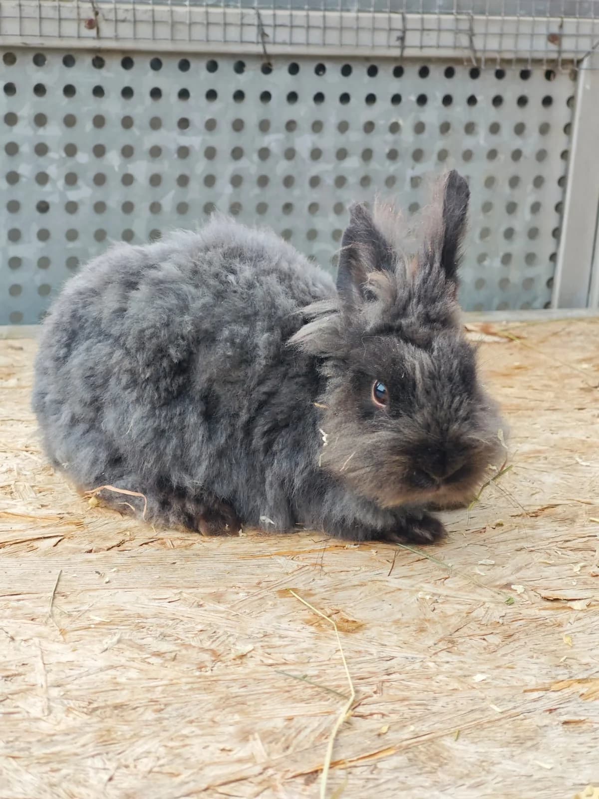 Blossom, puppy mixed breed for adoption at Tierheim Bonn, Bonn