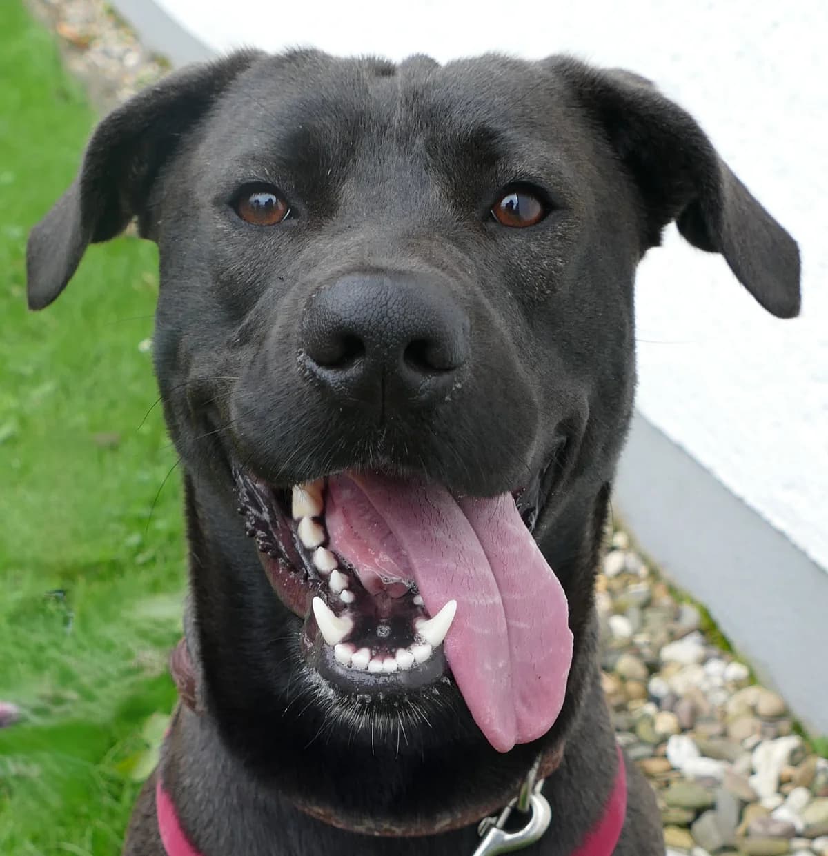 Blue, male 3yo Labrador Retriever for adoption at Tierheim Bonn, Bonn