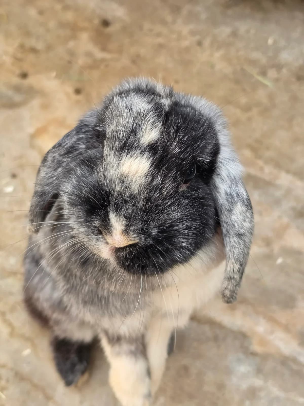 Blue, 3yo mixed breed for adoption at Tierheim Bonn, Bonn