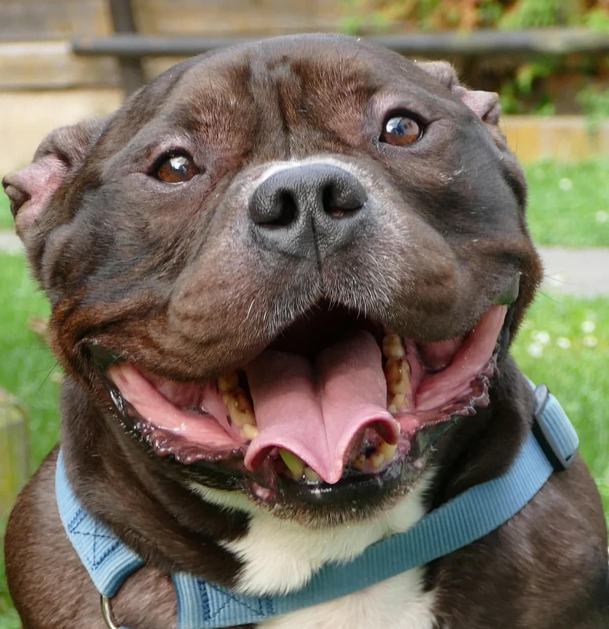 Bowser, male senior Staffordshire Bull Terrier for adoption at Tierheim Bonn, Bonn