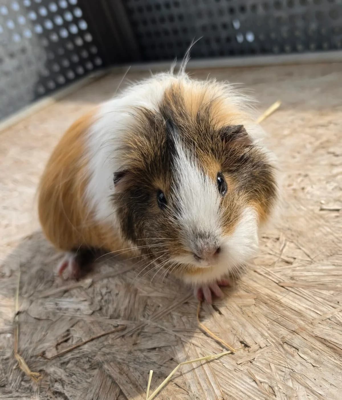 Cala, 4yo mixed breed for adoption at Tierheim Bonn, Bonn