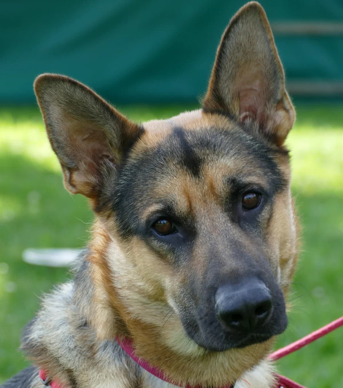 Capper, male German Shepherd for adoption at Tierheim Bonn, Bonn