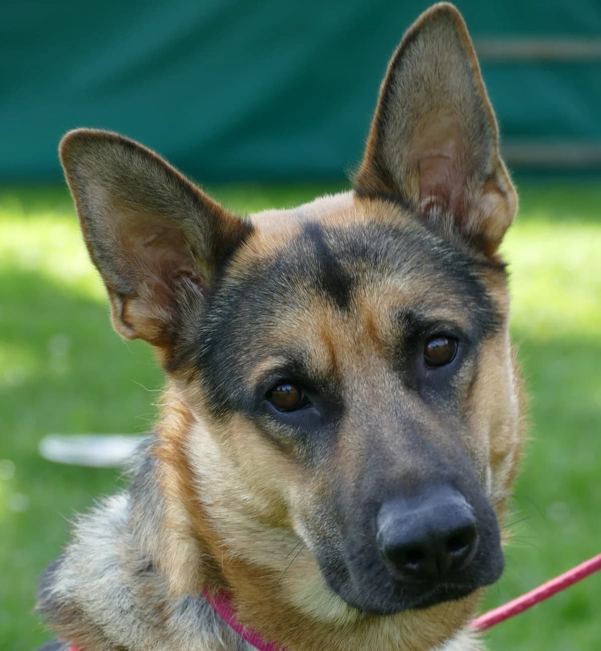 Capper, male 5yo German Shepherd for adoption at Tierheim Bonn, Bonn