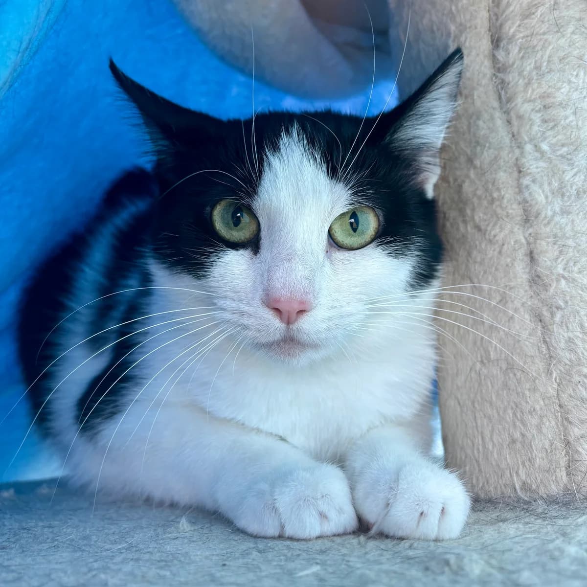 Celeste, female 3yo mixed breed for adoption at Tierheim Bonn, Bonn