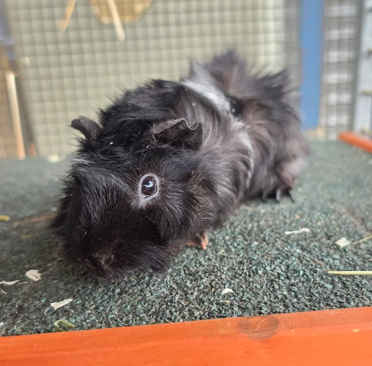 Cello, puppy mixed breed for adoption at Tierheim Bonn, Bonn