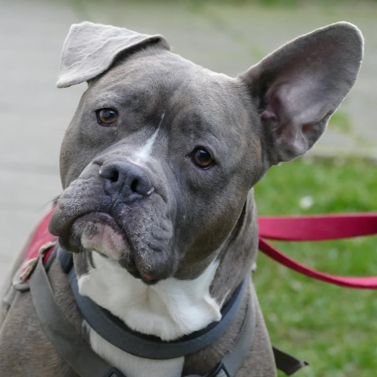 Chapo, male 5yo Staffordshire Bull Terrier for adoption at Tierheim Bonn, Bonn