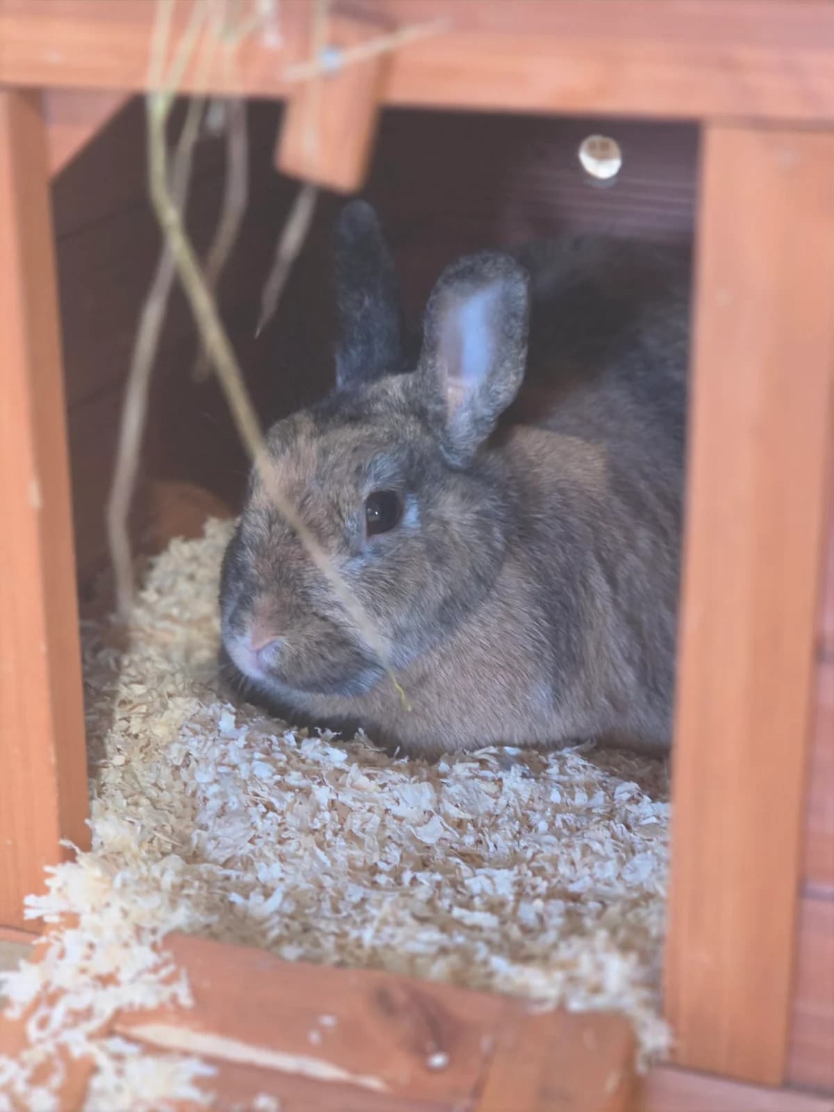 Chocolatechip, 6yo mixed breed for adoption at Tierheim Bonn, Bonn