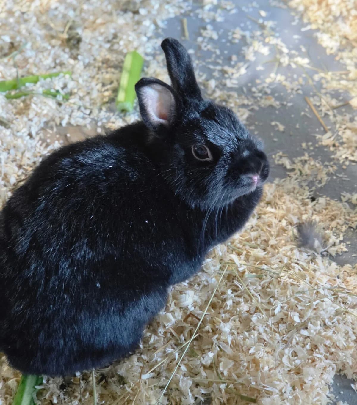 Chonkers, young mixed breed for adoption at Tierheim Bonn, Bonn
