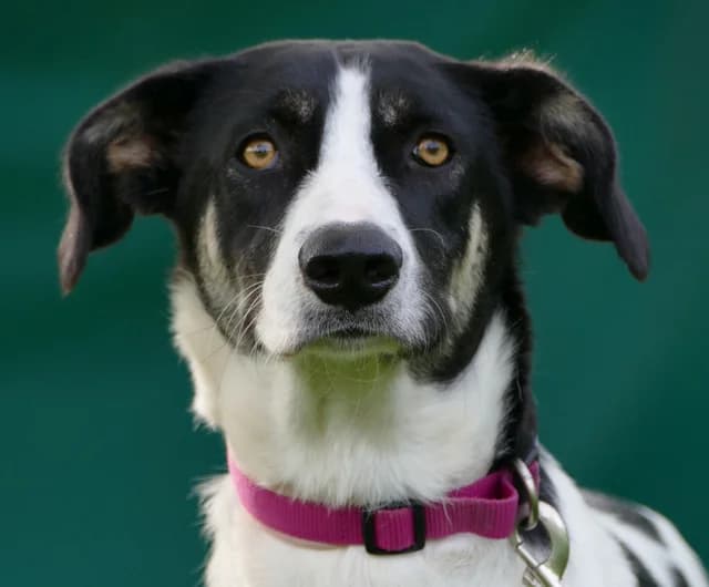 Chrissie, female Mixed Breed for adoption at Tierheim Bonn, Bonn