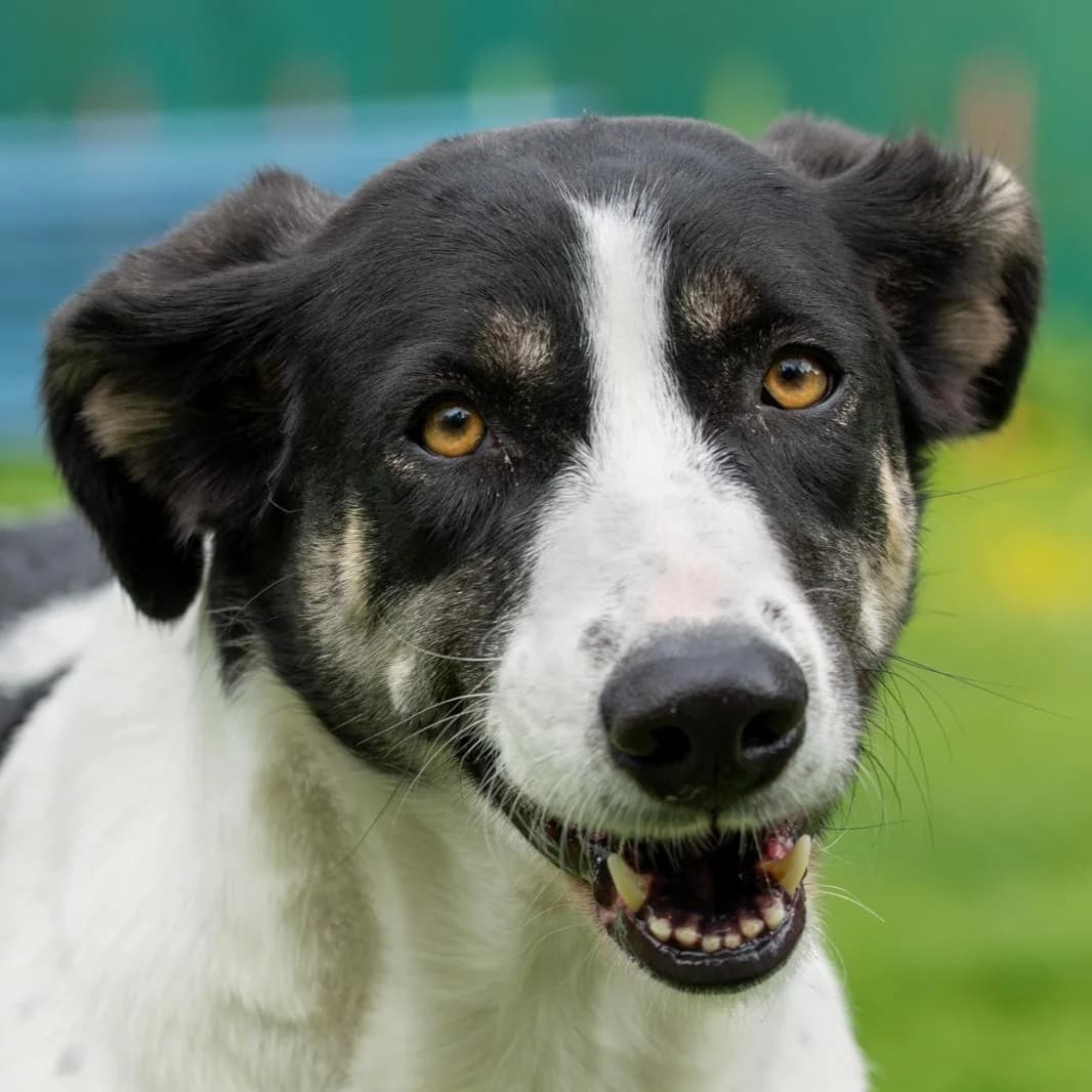 Chrissie, female 4yo Mixed Breed for adoption at Tierheim Bonn, Bonn