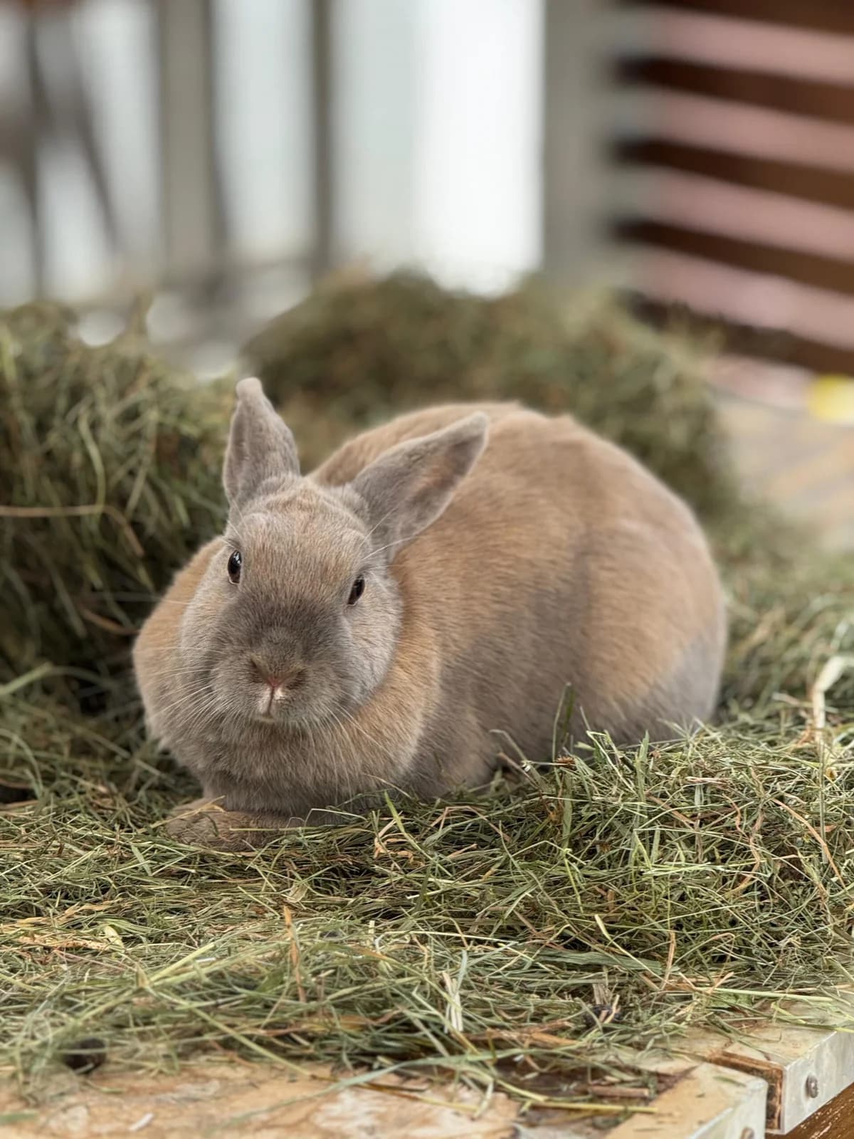 Clara, 4yo mixed breed for adoption at Tierheim Bonn, Bonn