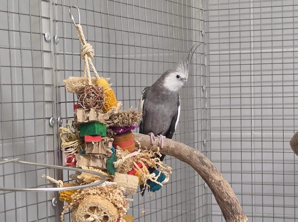 Cop, mixed breed for adoption at Tierheim Bonn, Bonn