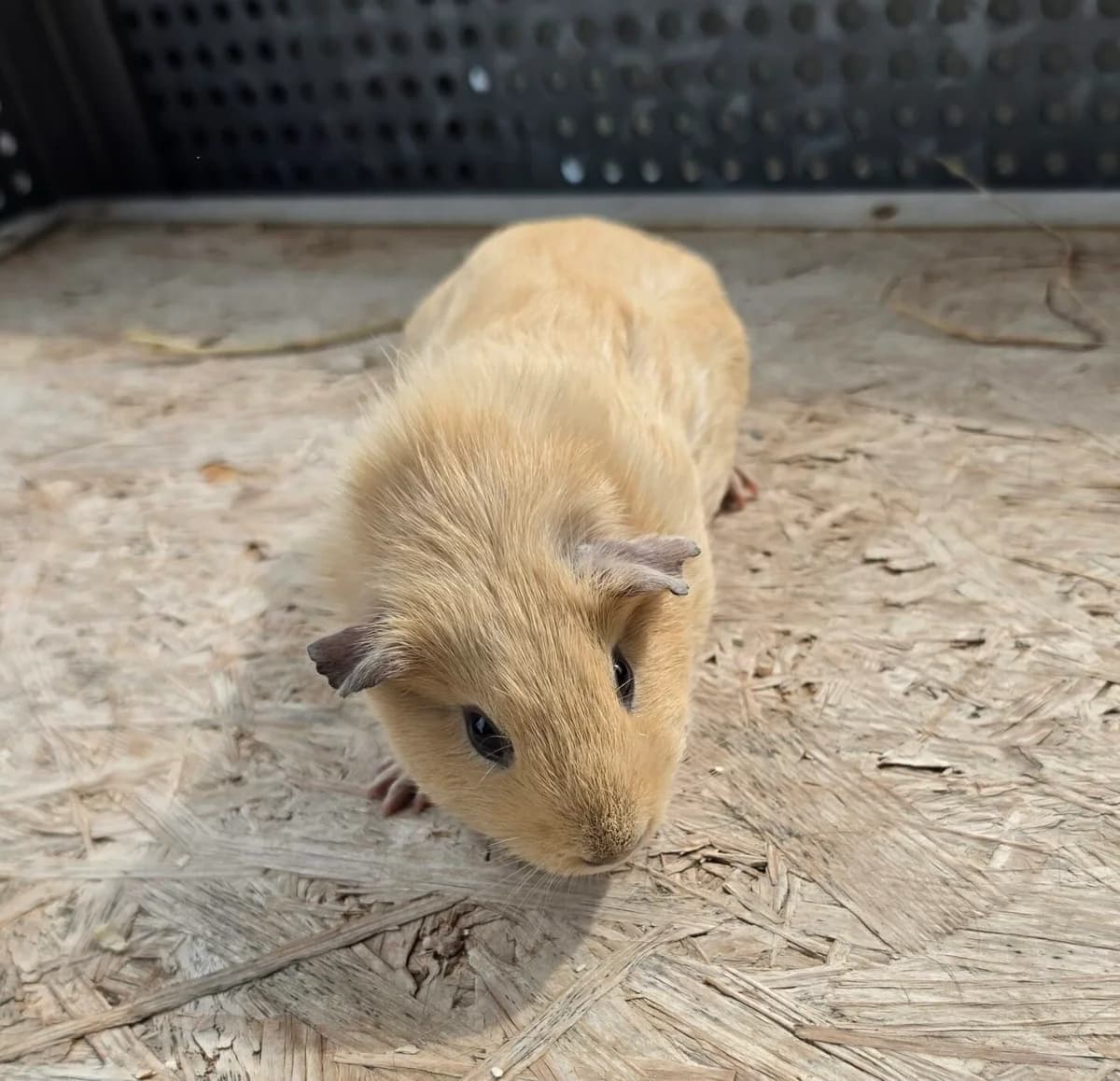 Creamy, puppy mixed breed for adoption at Tierheim Bonn, Bonn