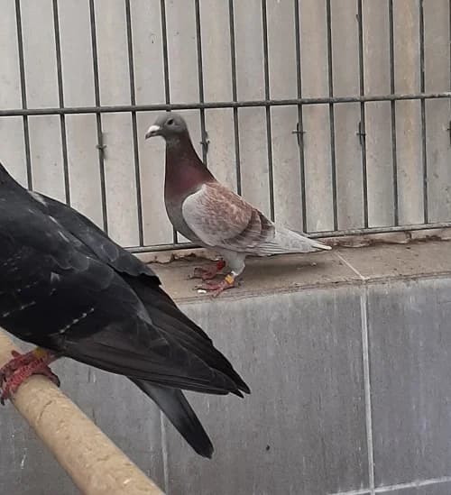 Diverse Brieftauben, Mixed Breed for adoption at Tierheim Bonn, Bonn