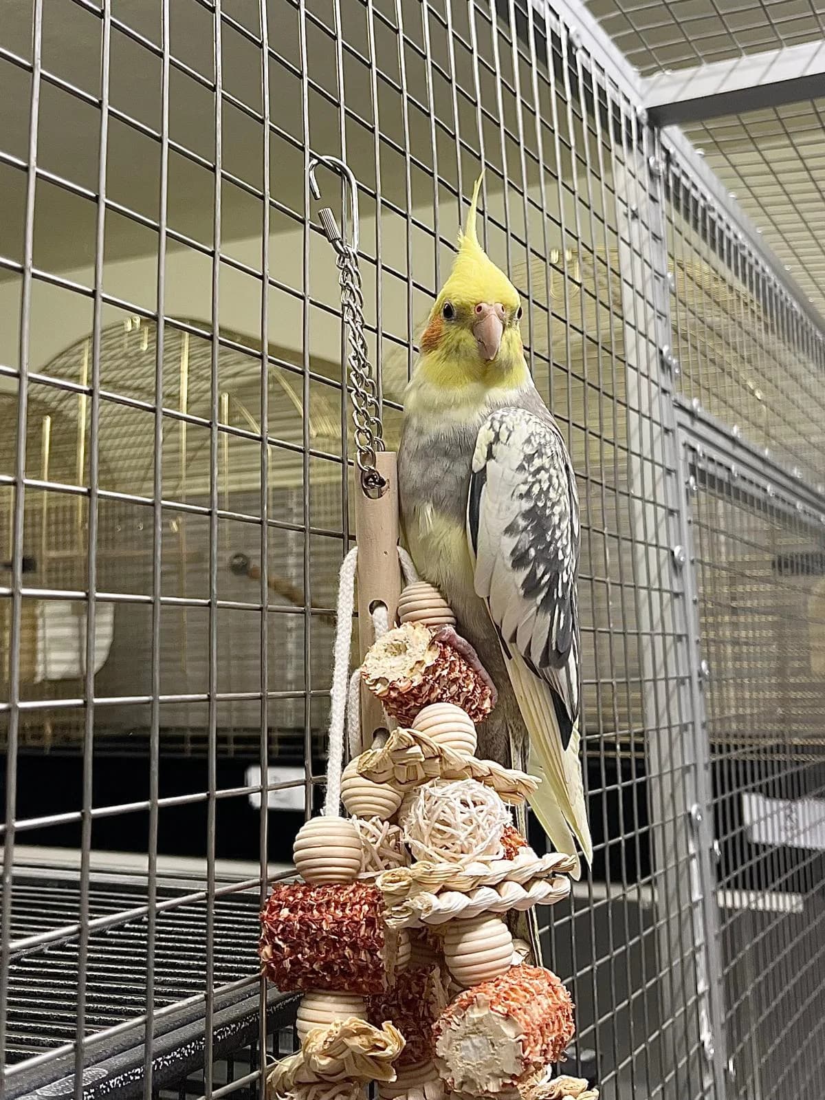 Dori, mixed breed for adoption at Tierheim Bonn, Bonn