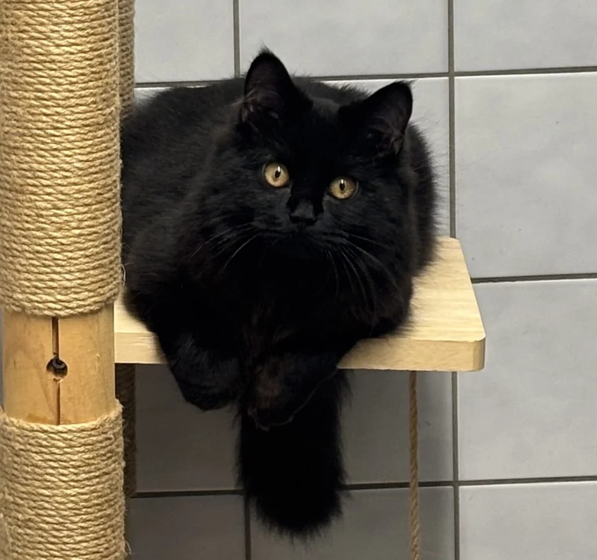 Elvis, male mixed breed for adoption at Tierheim Bonn, Bonn